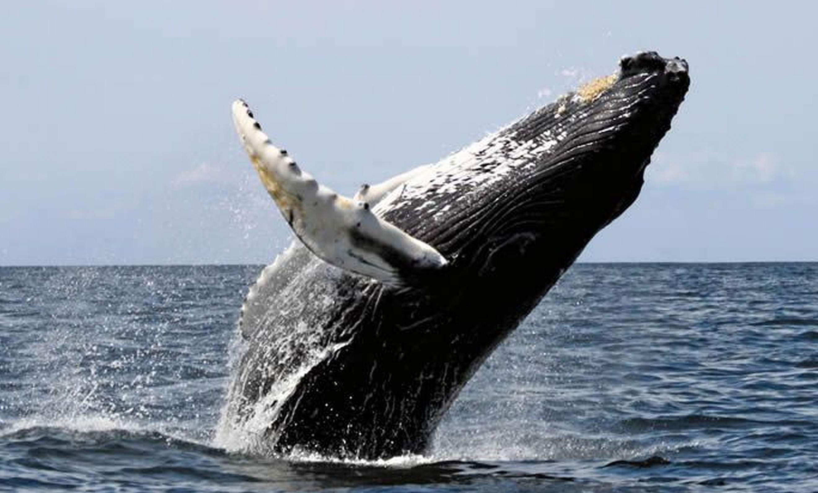 ballenatales-whales-costaballenalovers-puravida-2