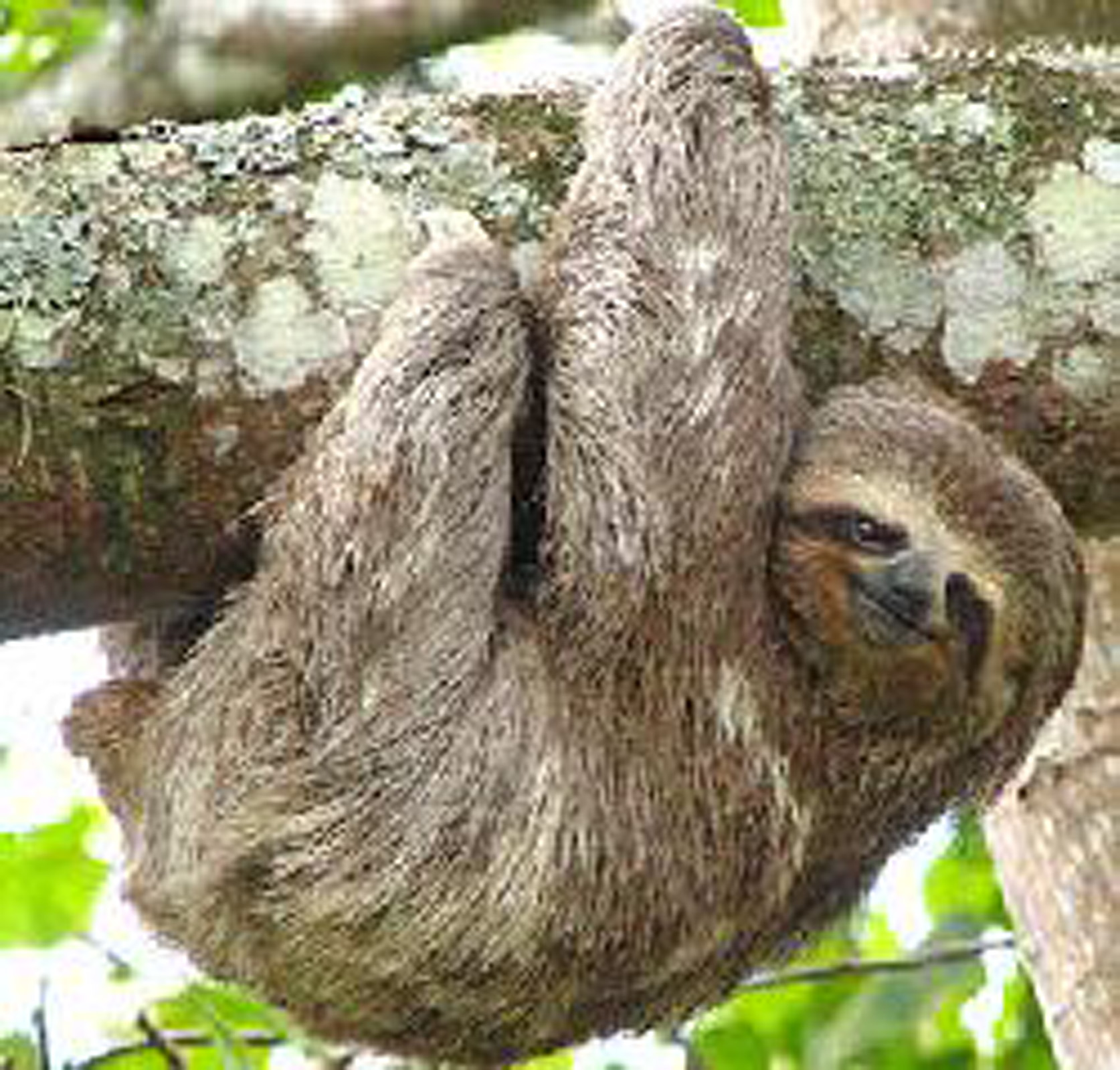 sloth2